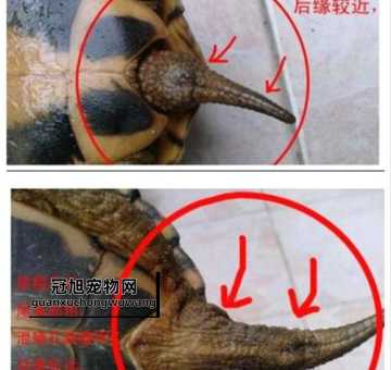 巴西龟是深水龟还是浅水龟(浅水养殖才是最佳选择)