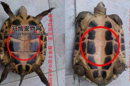 巴西龟是深水龟还是浅水龟(浅水养殖才是最佳选择)