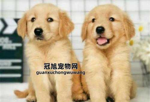 血统金毛和普通金毛的区别(这种是更合适的选择)