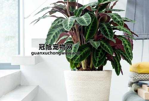 最耐阴的十大室内植物大型(哪些品种最适合客厅)