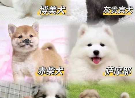 附近宠物店在哪里卖狗狗吗(有卖我喜欢的品种吗)