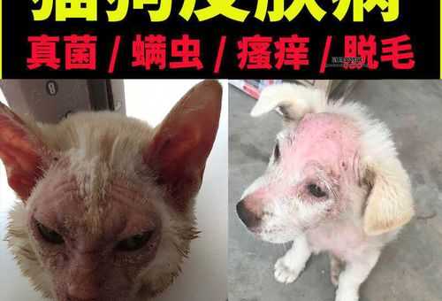 狗狗螨虫皮肤病怎么治除根(不再反复发作)