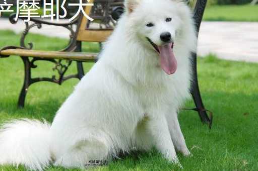 爱斯基摩犬和萨摩耶哪个贵( 哪个价格更让你心动)