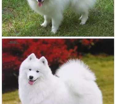 爱斯基摩犬和萨摩耶哪个贵( 哪个价格更让你心动)