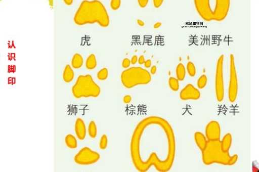 动物的脚印像什么(你知道它们都像什么呢)