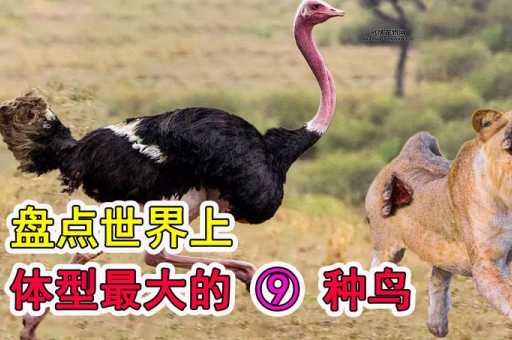 世界上最大的鸟(它比人还高吗)