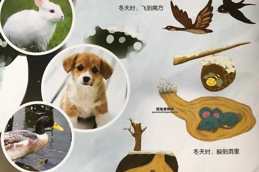 小动物过冬的方式(还是去远方旅行)