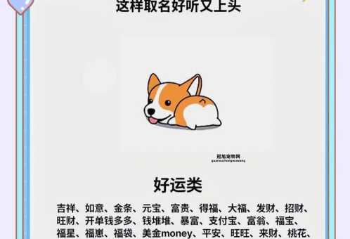 神武好听的宠物名字(这些名字既好听又独特)
