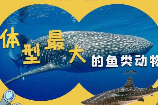鲸鱼是什么动物(那它到底是鱼还是别的什么动物呢)