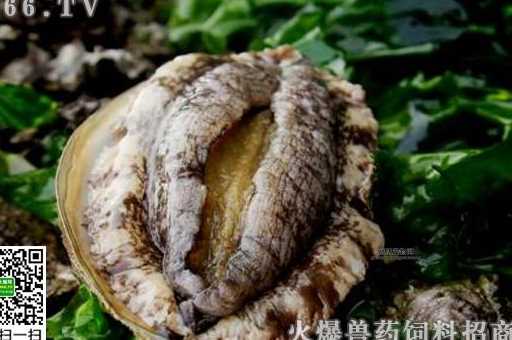 鲍鱼是不是真正的鱼(它真的是鱼吗)