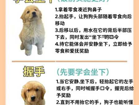 怎样训练金毛寻回犬(  怎么让它变得更懂你)