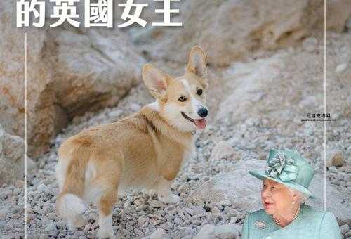 柯基在英国的地位(  为什么柯基如此受英国王室的喜爱)