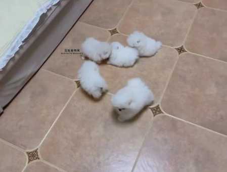 长不大的宠物狗价格(几百块能买到心仪的狗狗吗)