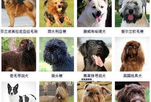 宠物狗品种及价格(到底什么品种最划算)