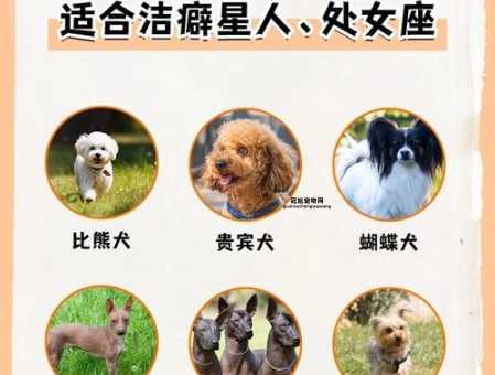 宠物狗的种类(哪些品种不掉毛)
