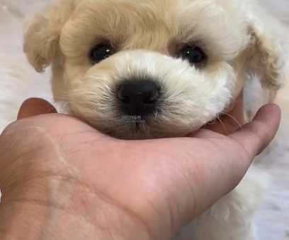 宠物狗的种类(哪些品种不掉毛)