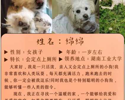 广州狗狗领养(  领养狗狗需要注意哪些事项)
