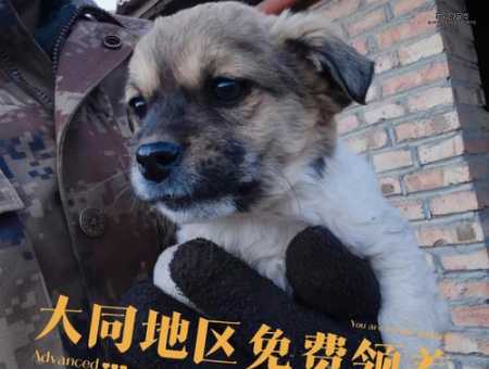 广州宠物领养( 消费者应该注意哪些陷阱)