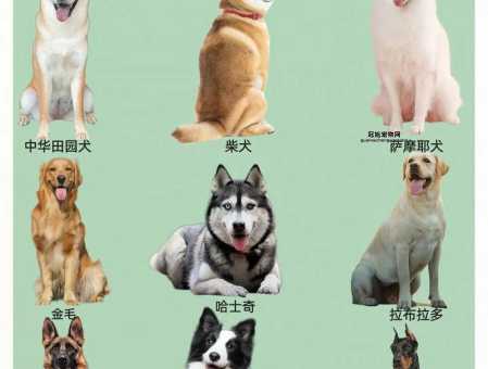宠物狗狗品种大全(你最想养哪一种)
