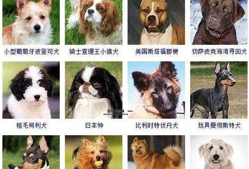 宠物狗狗品种大全(你最想养哪一种)
