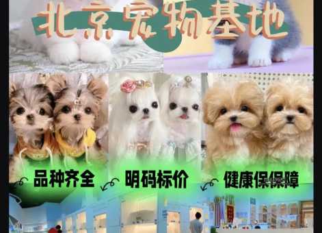 北京宠物狗出售(哪家犬舍最值得信赖)