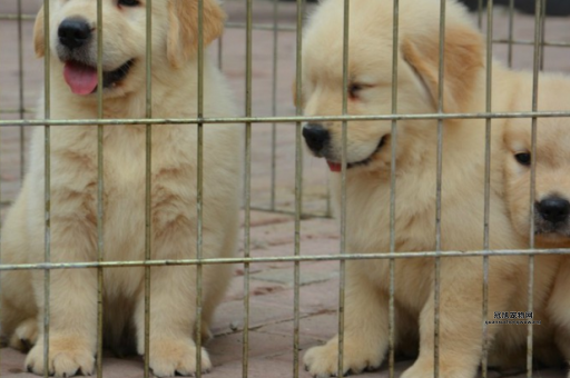 北京宠物狗出售(哪家犬舍最值得信赖)