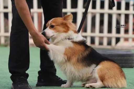 训练宠物狗(效果出乎意料)