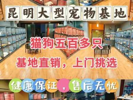 厦门宠物狗(福安家宠物店怎么样)