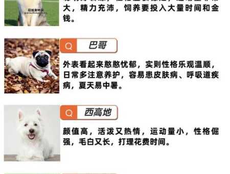 选一只适合你的可爱宠物狗：性格与外形全解析