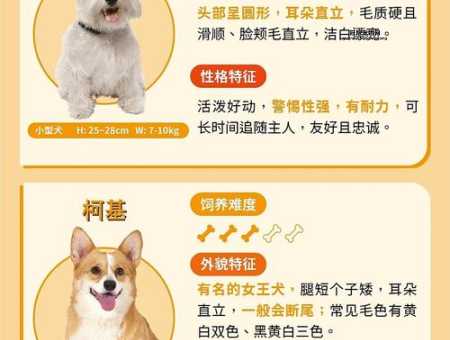 选一只适合你的可爱宠物狗：性格与外形全解析