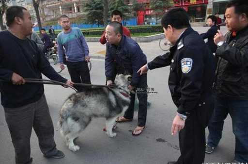 合肥规范养犬行为，遛狗不牵绳者宠物狗将被捕捉