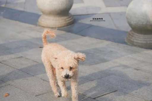 合肥规范养犬行为，遛狗不牵绳者宠物狗将被捕捉