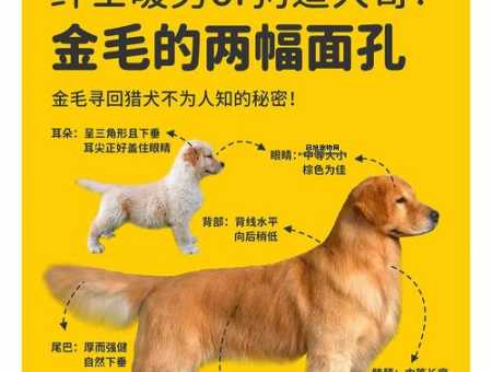 金毛寻回犬价格揭秘：不同血统与地区的差异