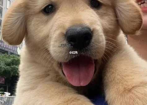 金毛寻回犬价格揭秘：不同血统与地区的差异
