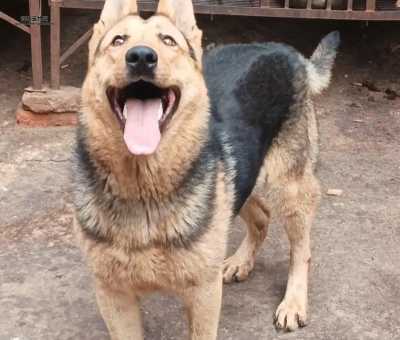 猎豹犬：兼具速度与智慧的全能犬种