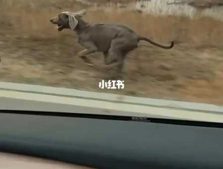 猎豹犬：兼具速度与智慧的全能犬种