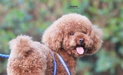 泰迪熊犬价格分析：不同品相与地区价格详解