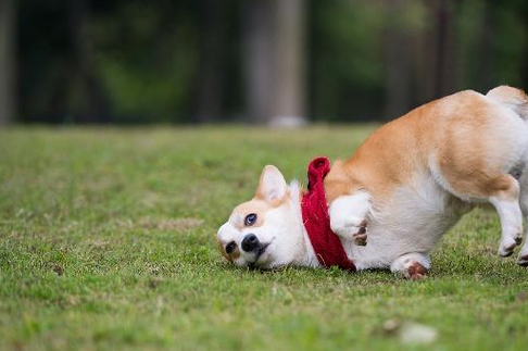 宠物狗价格表：热门犬种报价，快速了解泰迪、金毛等价格趋势