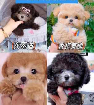 泰迪熊狗多少钱？各类价格范围一览