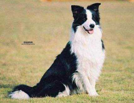 边境牧羊犬好不好？智商高、易训练的最佳伴侣