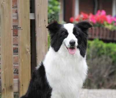 边境牧羊犬好不好？智商高、易训练的最佳伴侣