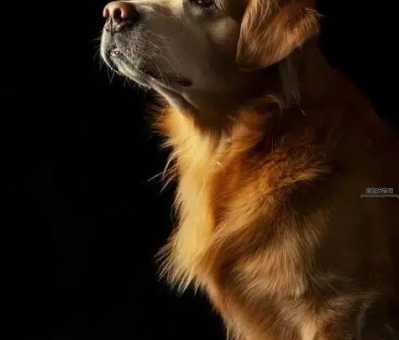 纯种黄金猎犬价格指南：如何挑选性价比高的金毛犬