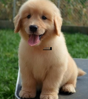纯种黄金猎犬价格指南：如何挑选性价比高的金毛犬