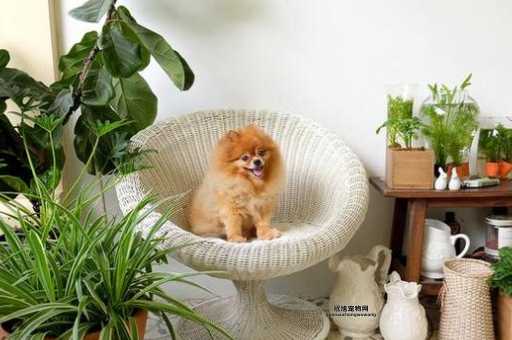 好养宠物指南：低维护宠物推荐