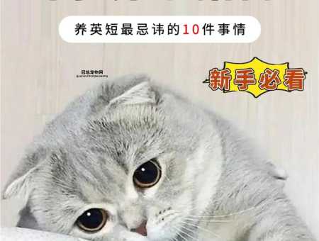 好养宠物指南：低维护宠物推荐