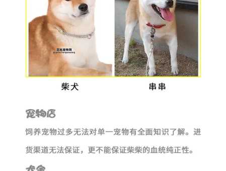豆柴小犬价格揭秘：养宠物前必看指南