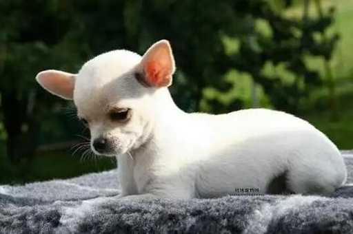 小型宠物狗大揭秘：了解柯基、泰迪等萌犬的特性