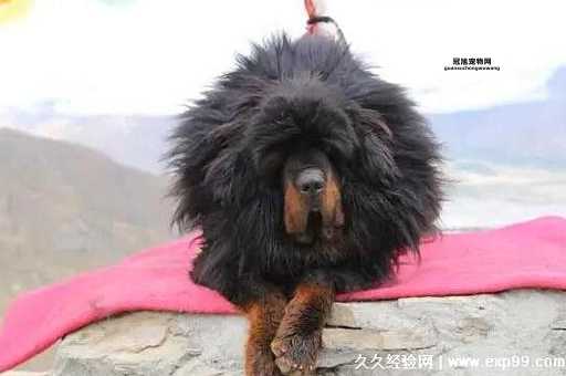 纯种小藏獒价格最新行情：宠物级与比赛级差异分析