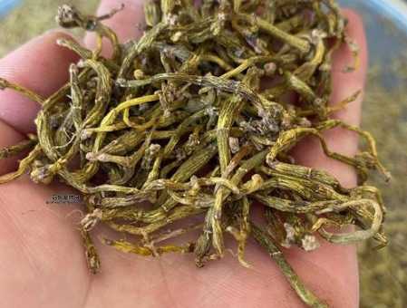 霍山石斛多少钱一斤？最新市场价格汇总