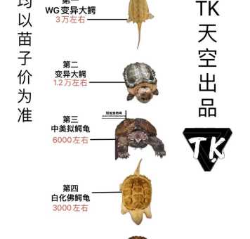 大鳄龟最长能活多少年？寿命及饲养条件解析